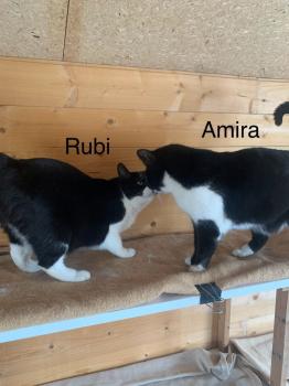 Bild von Rubi