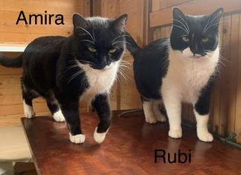 Bild von Rubi