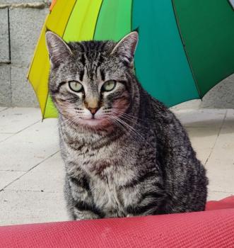 Bild von Ratty