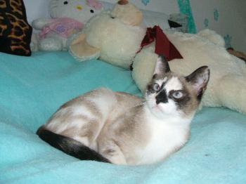 Knox Bild von Knox