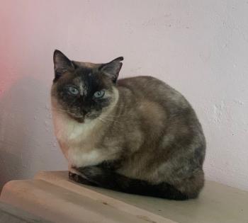 Yasmin Bild von Yasmin