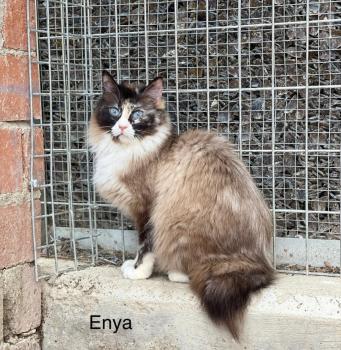 Enya Bild von Enya
