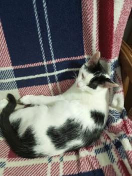Oreo Bild von Oreo