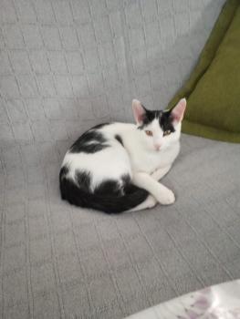 Oreo Bild von Oreo