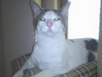 Pch Bild von Pocholo