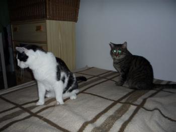 Bizca Bild von Bizca