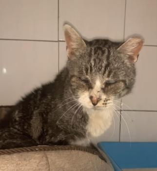 Koko Bild von Koko