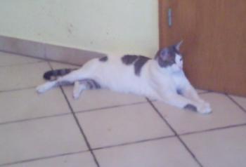 Pocholo Bild von Pocholo