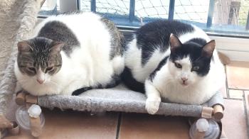 Grumpy Bild von Grumpy