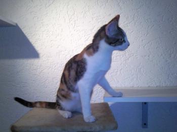Frieda Bild von Frida