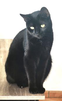Suri Bild von Suri