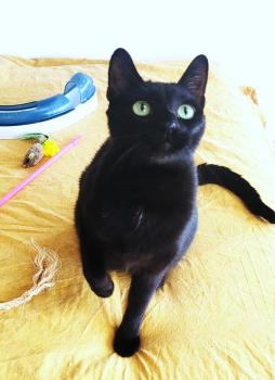Suri Bild von Suri