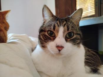 Cosimo Bild von Cosimo