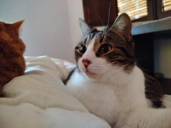 Cosimo Bild von Cosimo