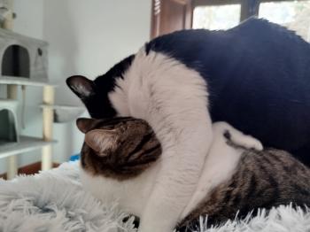 Cosimo Bild von Cosimo