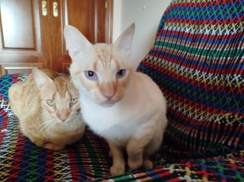 Harpo Bild von Harpo