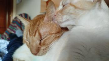 Harpo Bild von Harpo