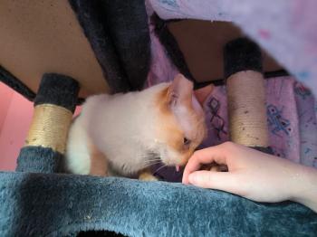 Bild von Bambi