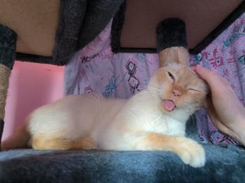 Bild von Bambi
