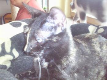 Dalila Bild von Dalila