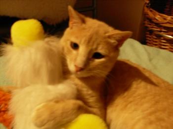 Benny Bild von Ginger