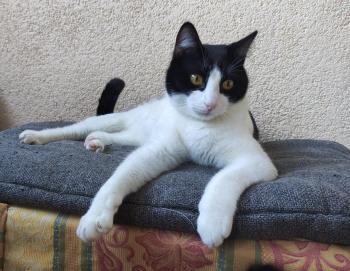 Bild von Tico