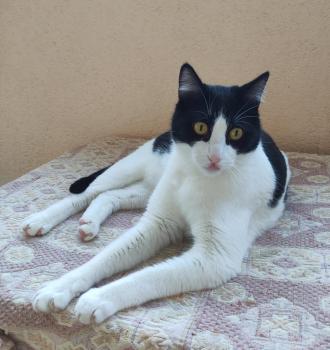 Bild von Tico