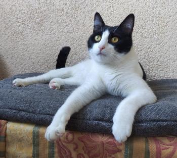 Bild von Tico
