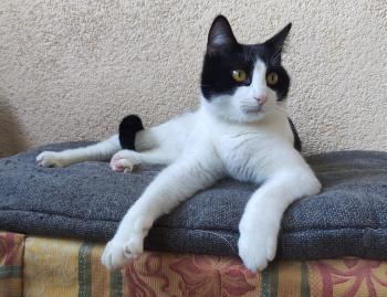 Bild von Tico