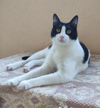 Bild von Tico