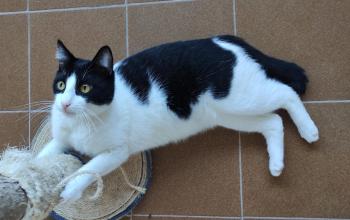Bild von Tico