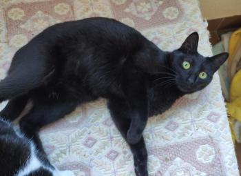 Bild von Camelia