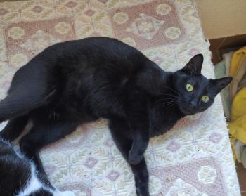 Bild von Camelia
