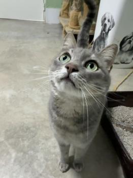 Bluey Bild von Bluey