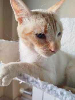 Harpo Bild von Harpo