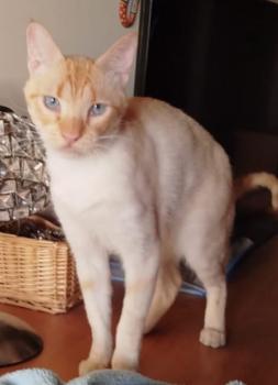 Harpo Bild von Harpo