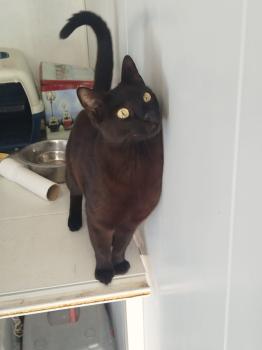 Milo Bild von Milo