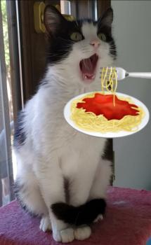 Suki Bild von Suki