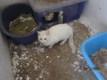 Ohne Bild von Snowy