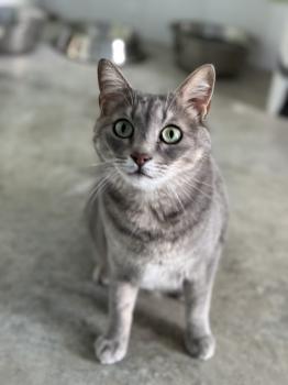 Bluey Bild von Bluey