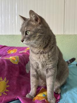 Bluey Bild von Bluey
