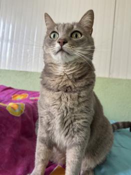 Bluey Bild von Bluey
