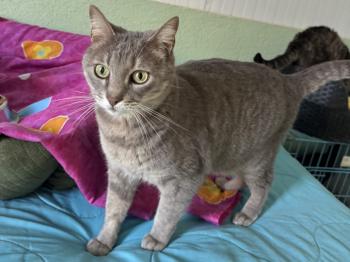 Bluey Bild von Bluey
