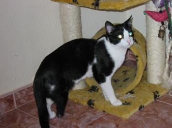 Pitus Bild von Pitus