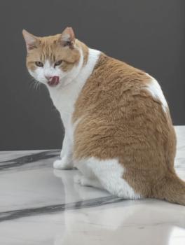 Rocky Bild von Rocky