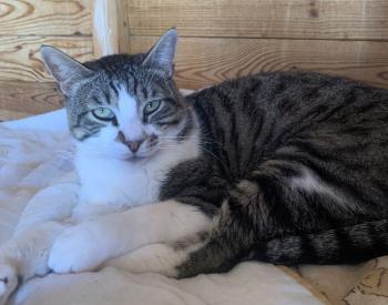 Horus Bild von Horus