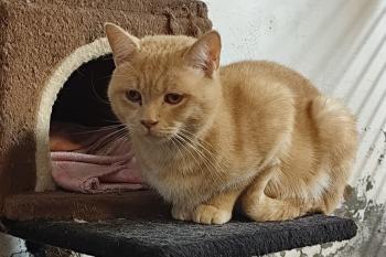 Dorito Bild von Dorito