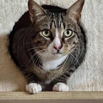 Miau Bild von Miau