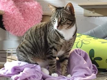 Miau Bild von Miau