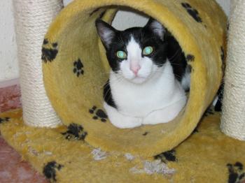 Pitus Bild von Pitus